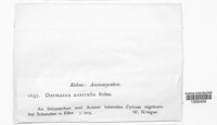 Image of Pezicula australis